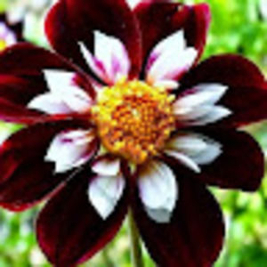 Meet your Posher, Becky